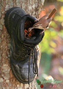 shoehouse on a tree (for real? or, for the birds?)