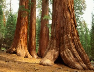 Cathedral_sequoias