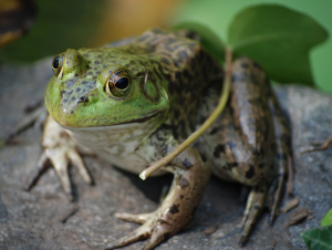 Frog_ChrisEdwds