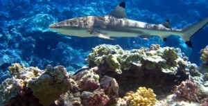 Black-tipped shark, coral reefs, Palmyra Atoll