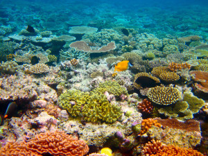 living coral reef
